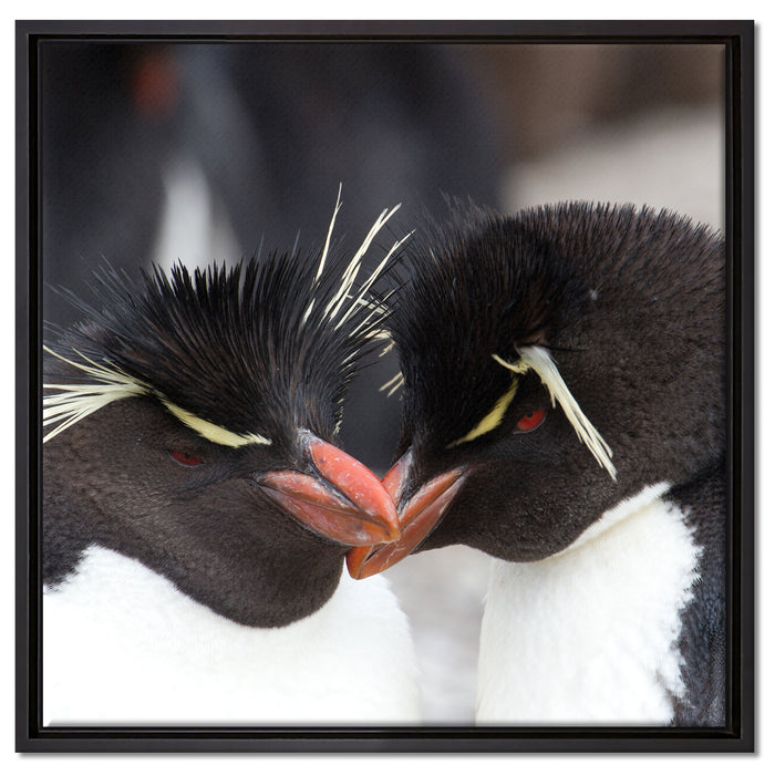 Pinguin Kuss auf Leinwandbild Quadratisch gerahmt Größe 60x60