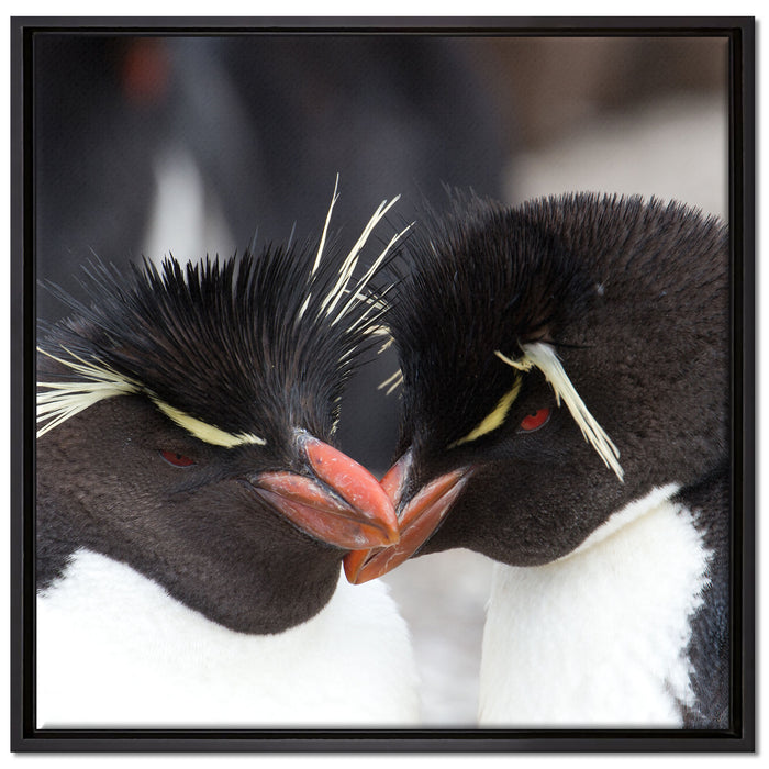 Pinguin Kuss auf Leinwandbild Quadratisch gerahmt Größe 70x70