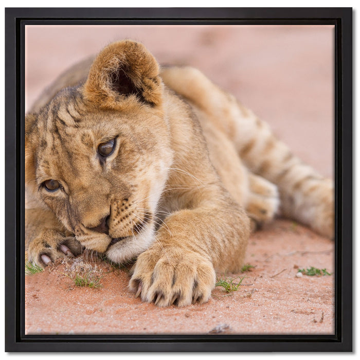 Löwenbaby spielt auf Leinwandbild Quadratisch gerahmt Größe 40x40