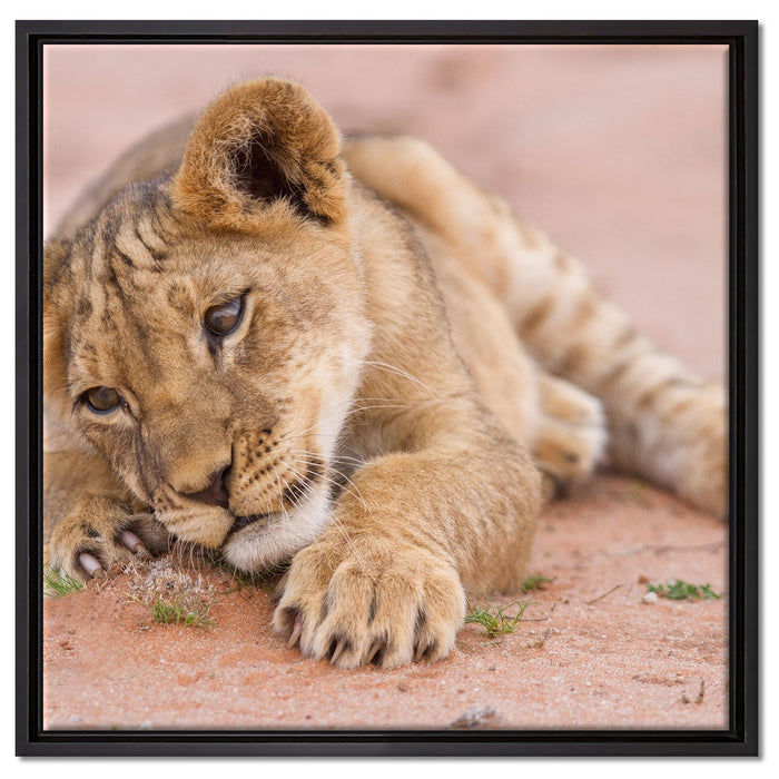 Löwenbaby spielt auf Leinwandbild Quadratisch gerahmt Größe 60x60
