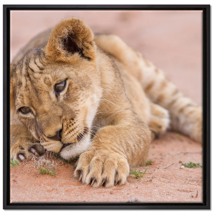 Löwenbaby spielt auf Leinwandbild Quadratisch gerahmt Größe 70x70