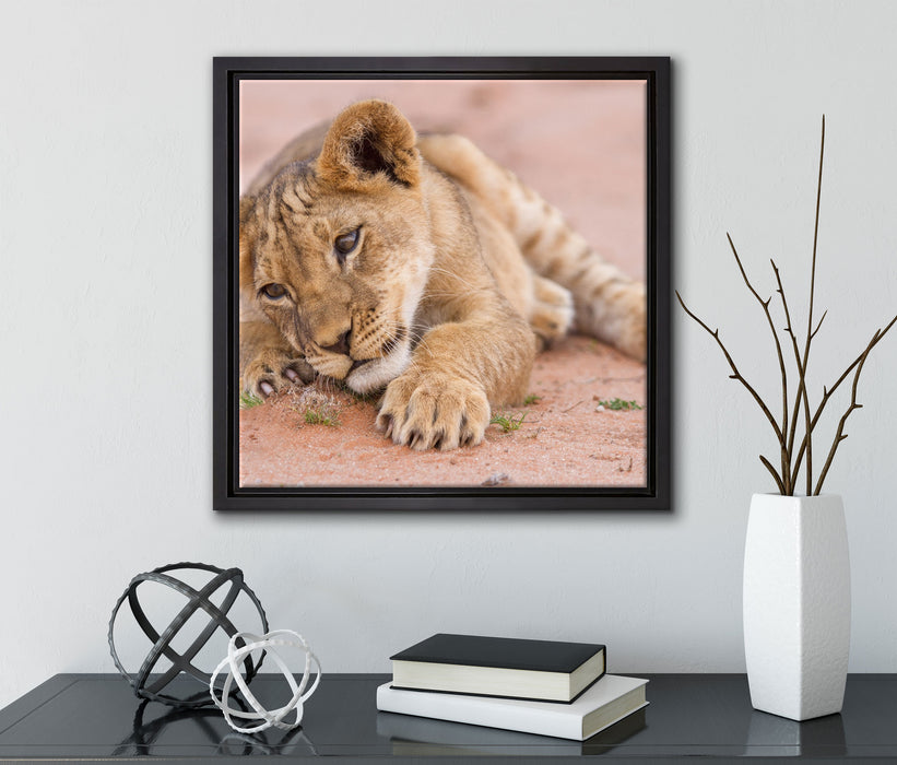 Löwenbaby spielt  auf Leinwandbild Quadratisch gerahmt mit Kirschblüten