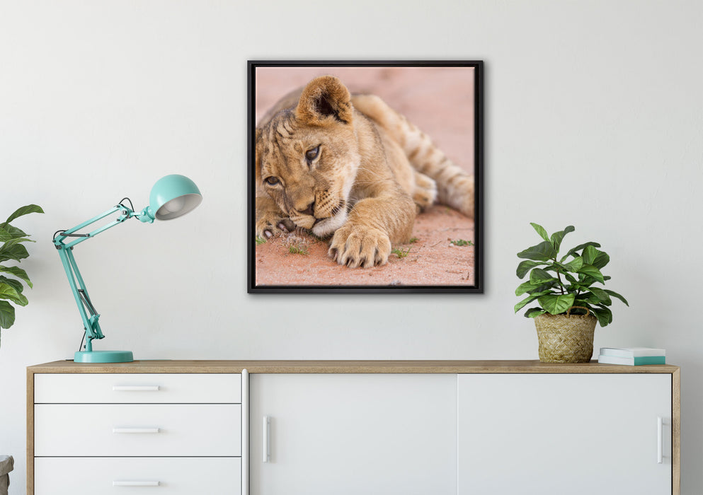 Löwenbaby spielt auf Leinwandbild gerahmt Quadratisch verschiedene Größen im Wohnzimmer