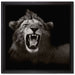 Dark Brüllender Löwe auf Leinwandbild Quadratisch gerahmt Größe 40x40
