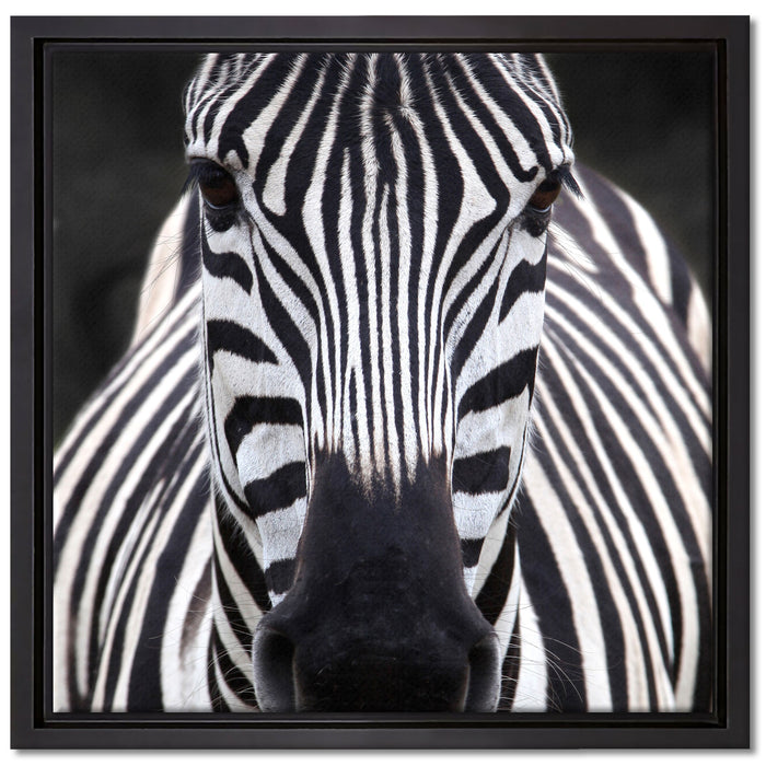 Zebra Porträt auf Leinwandbild Quadratisch gerahmt Größe 40x40