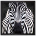 Zebra Porträt auf Leinwandbild Quadratisch gerahmt Größe 40x40