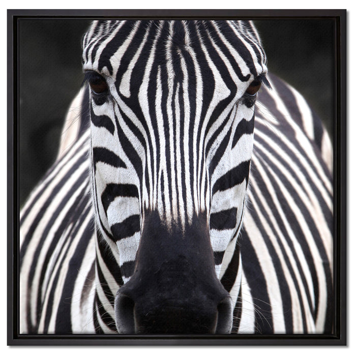 Zebra Porträt auf Leinwandbild Quadratisch gerahmt Größe 60x60