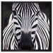 Zebra Porträt auf Leinwandbild Quadratisch gerahmt Größe 60x60