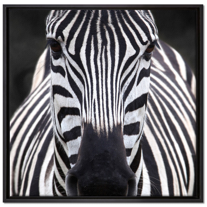 Zebra Porträt auf Leinwandbild Quadratisch gerahmt Größe 70x70