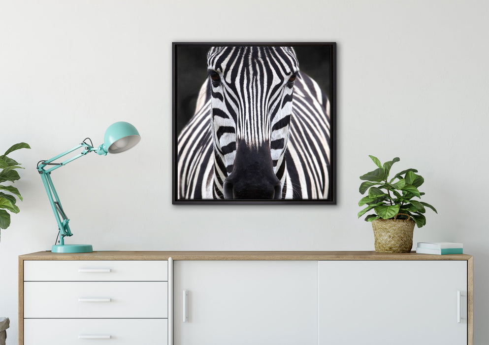 Zebra Porträt auf Leinwandbild gerahmt Quadratisch verschiedene Größen im Wohnzimmer