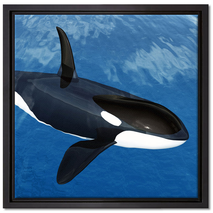 Orca im blauen Meer auf Leinwandbild Quadratisch gerahmt Größe 40x40