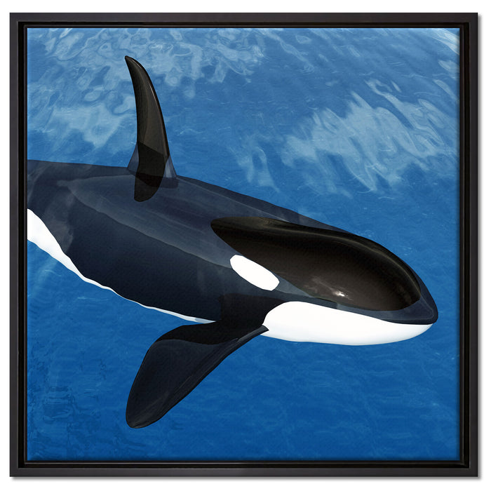 Orca im blauen Meer auf Leinwandbild Quadratisch gerahmt Größe 60x60