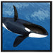 Orca im blauen Meer auf Leinwandbild Quadratisch gerahmt Größe 70x70