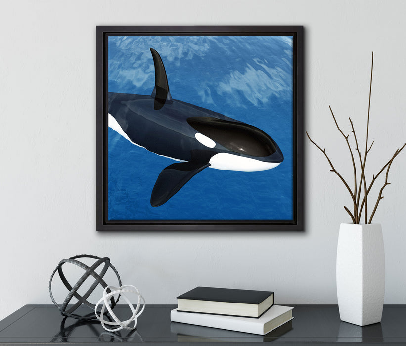 Orca im blauen Meer  auf Leinwandbild Quadratisch gerahmt mit Kirschblüten