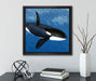 Orca im blauen Meer  auf Leinwandbild Quadratisch gerahmt mit Kirschblüten