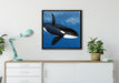 Orca im blauen Meer auf Leinwandbild gerahmt Quadratisch verschiedene Größen im Wohnzimmer