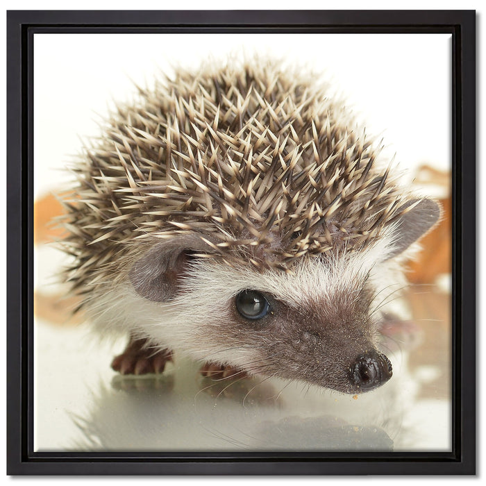 Süßer Igel auf Leinwandbild Quadratisch gerahmt Größe 40x40