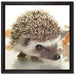 Süßer Igel auf Leinwandbild Quadratisch gerahmt Größe 40x40