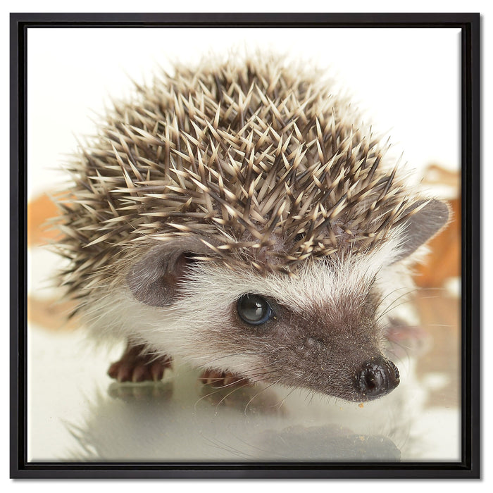Süßer Igel auf Leinwandbild Quadratisch gerahmt Größe 60x60
