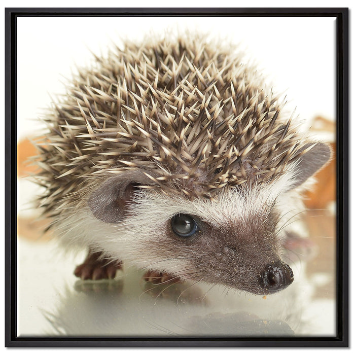 Süßer Igel auf Leinwandbild Quadratisch gerahmt Größe 70x70
