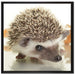 Süßer Igel auf Leinwandbild Quadratisch gerahmt Größe 70x70