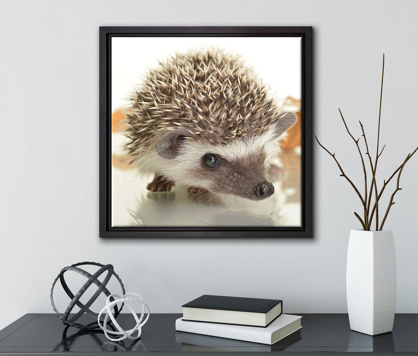 Süßer Igel  auf Leinwandbild Quadratisch gerahmt mit Kirschblüten
