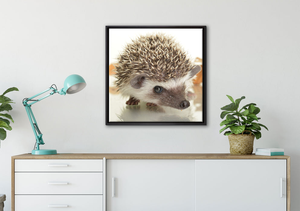 Süßer Igel auf Leinwandbild gerahmt Quadratisch verschiedene Größen im Wohnzimmer