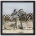Schmusende Zebras auf Leinwandbild Quadratisch gerahmt Größe 40x40