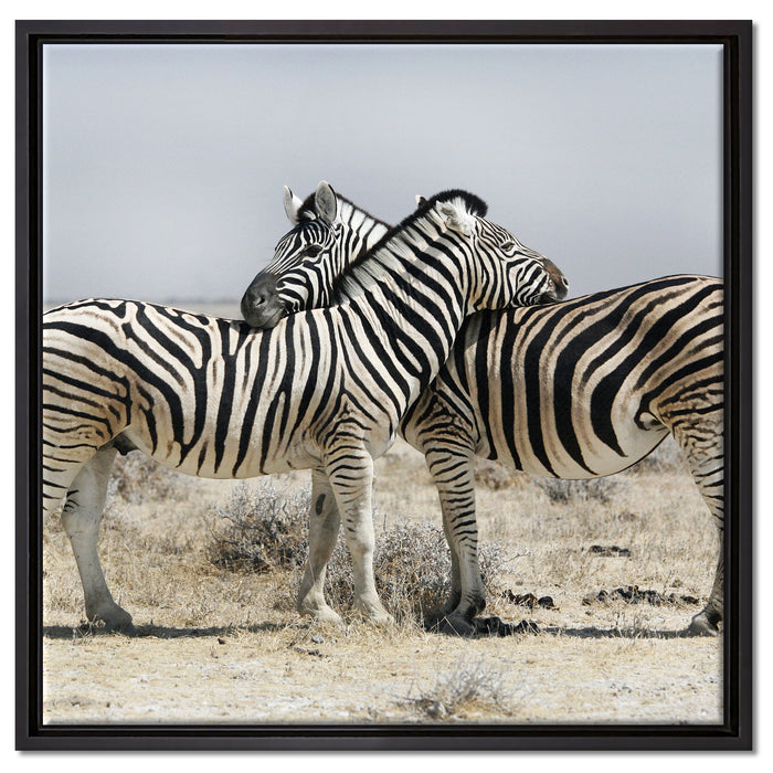Schmusende Zebras auf Leinwandbild Quadratisch gerahmt Größe 60x60