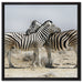 Schmusende Zebras auf Leinwandbild Quadratisch gerahmt Größe 60x60