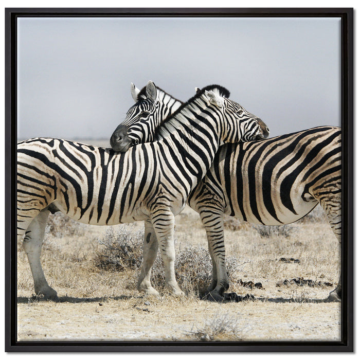 Schmusende Zebras auf Leinwandbild Quadratisch gerahmt Größe 70x70