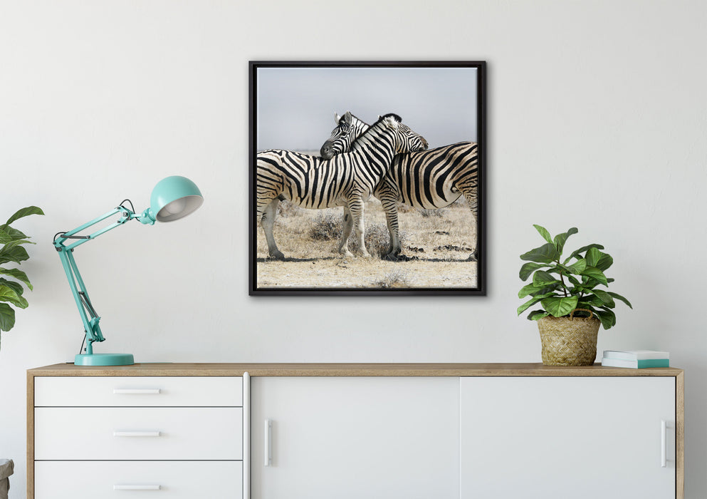 Schmusende Zebras auf Leinwandbild gerahmt Quadratisch verschiedene Größen im Wohnzimmer