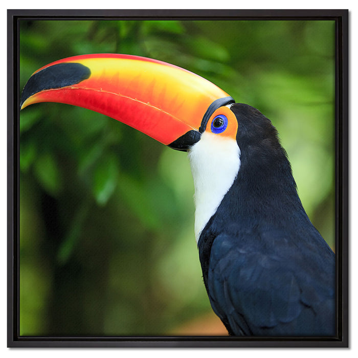 Bunter Tukan auf Leinwandbild Quadratisch gerahmt Größe 60x60