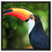 Bunter Tukan auf Leinwandbild Quadratisch gerahmt Größe 60x60