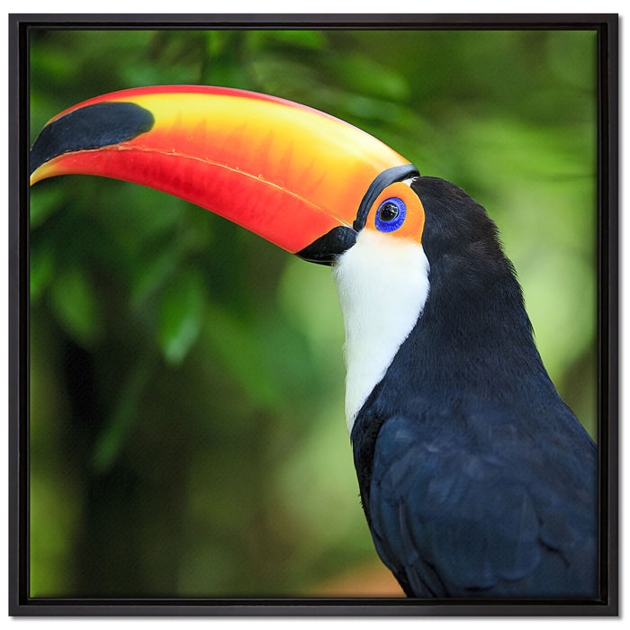 Bunter Tukan auf Leinwandbild Quadratisch gerahmt Größe 70x70