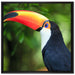 Bunter Tukan auf Leinwandbild Quadratisch gerahmt Größe 70x70