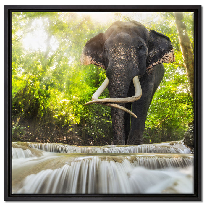 Elefant am Bach auf Leinwandbild Quadratisch gerahmt Größe 60x60