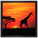 Giraffe im Sonnenuntergang auf Leinwandbild Quadratisch gerahmt Größe 40x40
