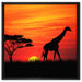 Giraffe im Sonnenuntergang auf Leinwandbild Quadratisch gerahmt Größe 60x60