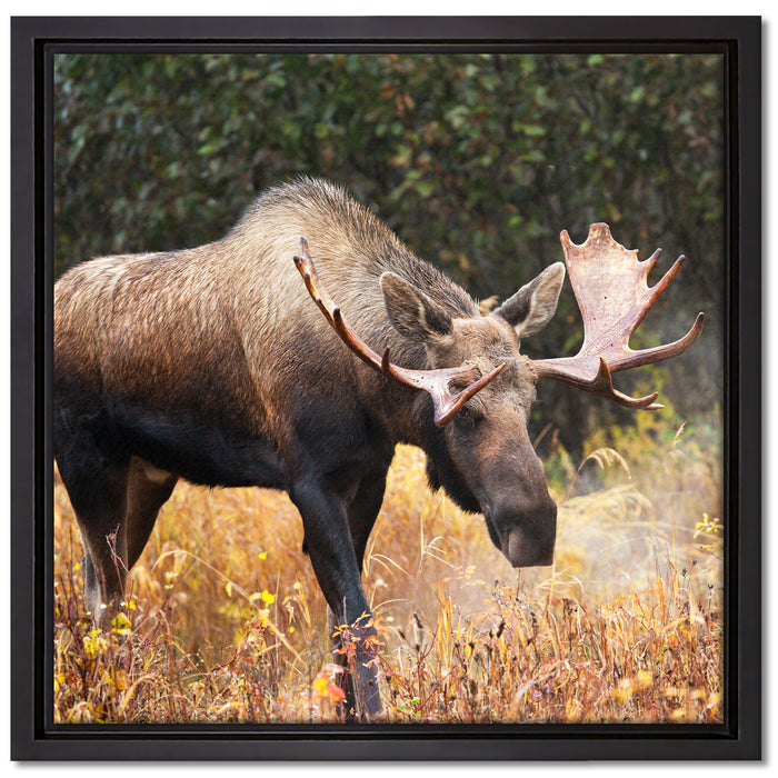 Großer Elch auf Leinwandbild Quadratisch gerahmt Größe 40x40