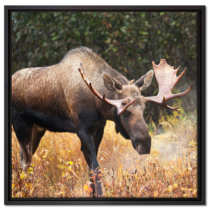 Großer Elch auf Leinwandbild Quadratisch gerahmt Größe 60x60