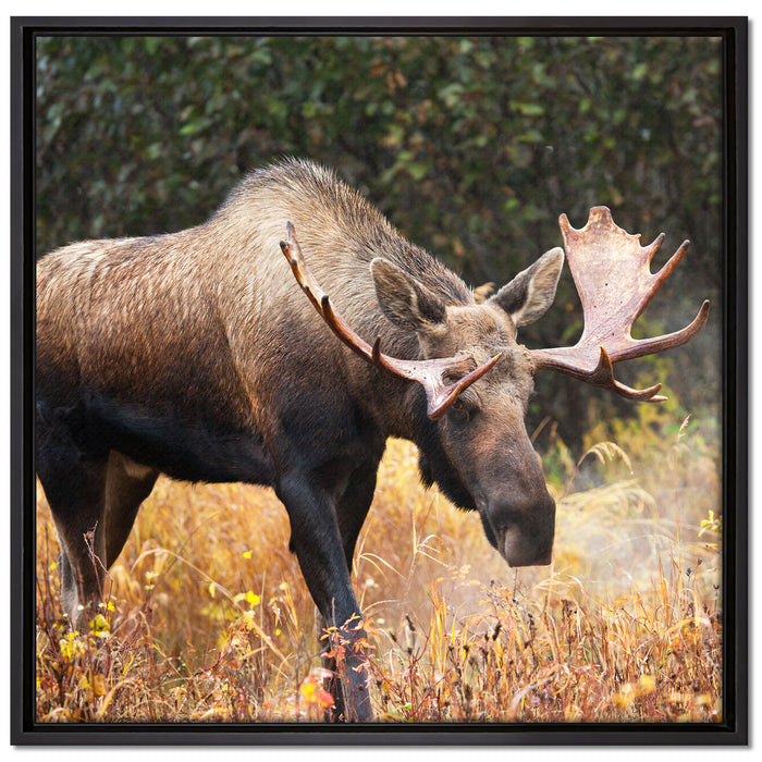 Großer Elch auf Leinwandbild Quadratisch gerahmt Größe 70x70