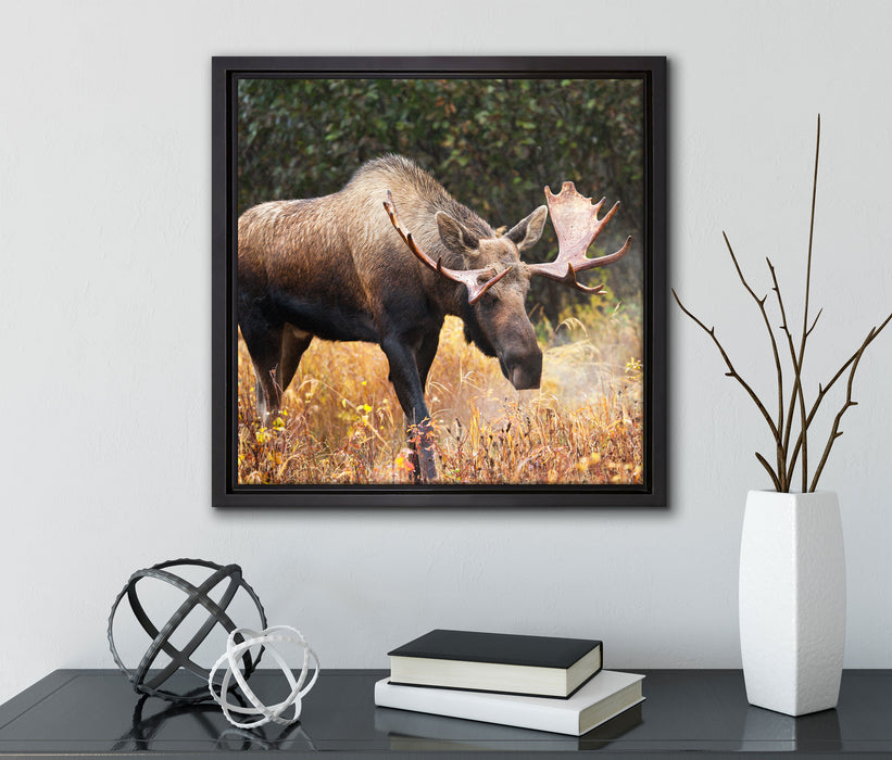 Großer Elch  auf Leinwandbild Quadratisch gerahmt mit Kirschblüten