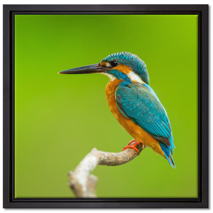 Kleiner Eisvogel auf Leinwandbild Quadratisch gerahmt Größe 40x40
