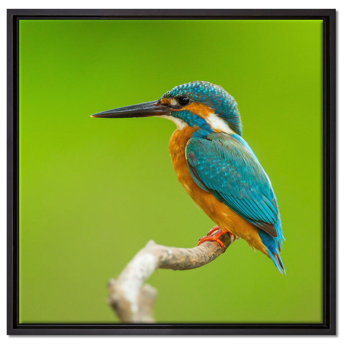 Kleiner Eisvogel auf Leinwandbild Quadratisch gerahmt Größe 60x60