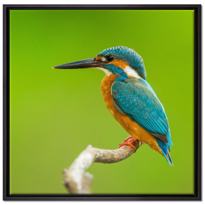 Kleiner Eisvogel auf Leinwandbild Quadratisch gerahmt Größe 70x70