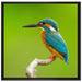 Kleiner Eisvogel auf Leinwandbild Quadratisch gerahmt Größe 70x70