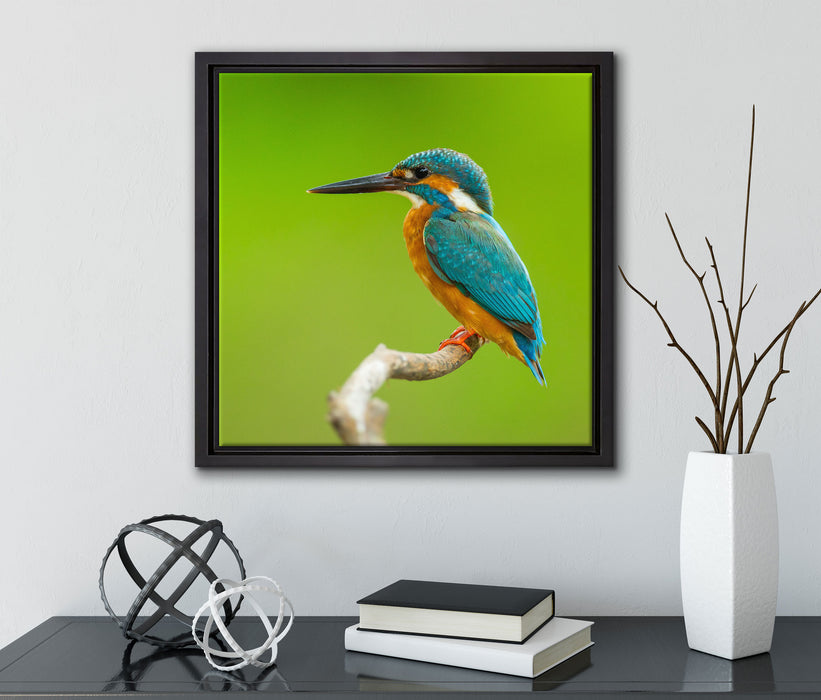 Kleiner Eisvogel  auf Leinwandbild Quadratisch gerahmt mit Kirschblüten
