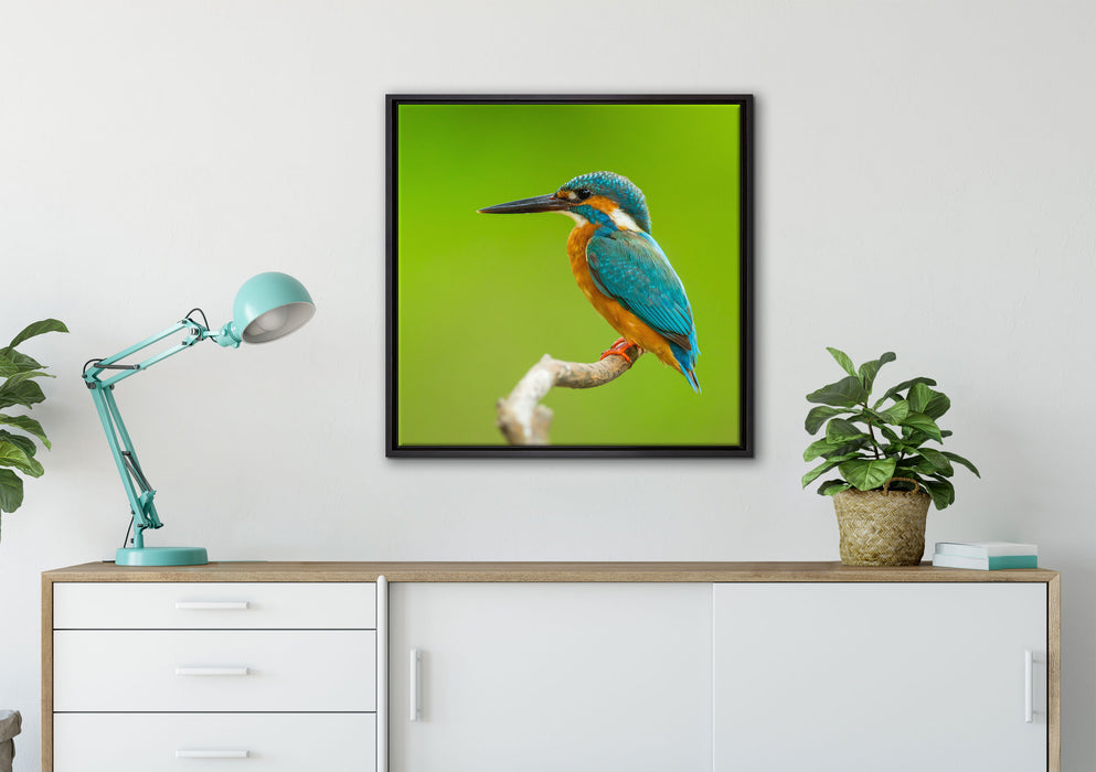 Kleiner Eisvogel auf Leinwandbild gerahmt Quadratisch verschiedene Größen im Wohnzimmer