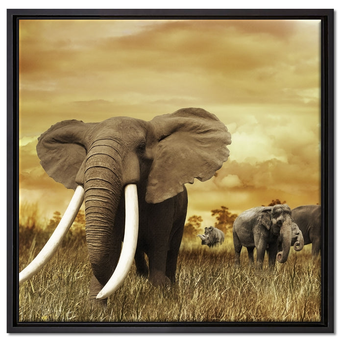 Stolzer Elefant in Savanne auf Leinwandbild Quadratisch gerahmt Größe 60x60